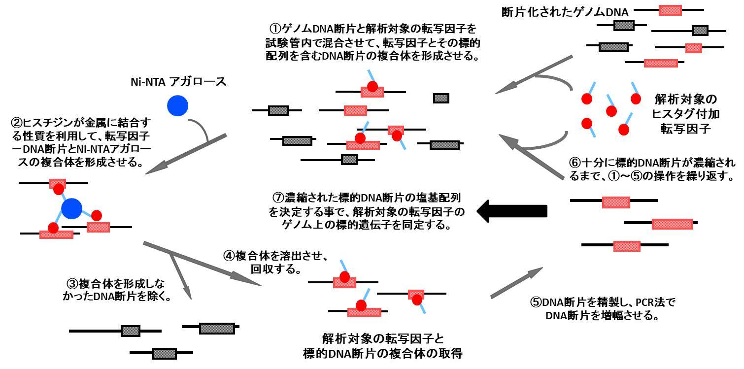 研究内容 of 明治大学 応用生化学研究室